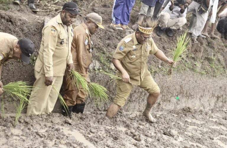 Berusaha Keluar Dari Persoalan Pangan, Pemkab Jayawijaya Memotifasi Masyarakat Intensifkan Pertanian