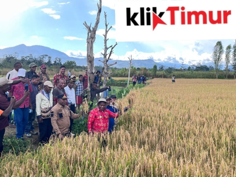 Bupati Jayawijaya Ikut Panen Bersama Lima Kelompok Tani di Distrik Muliama dan Musalafak