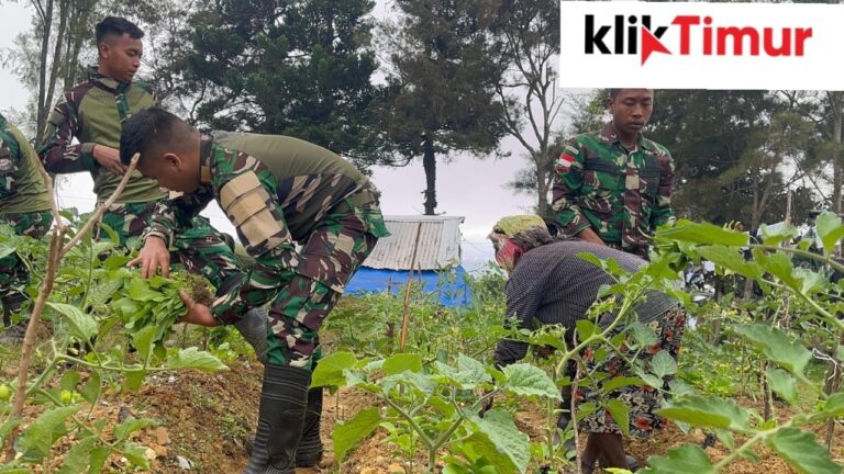 Berkebun Mandiri Satgas Yonif 521/DY Panen Bersama Masyarakat di Kebun Mandiri Distrik Napua