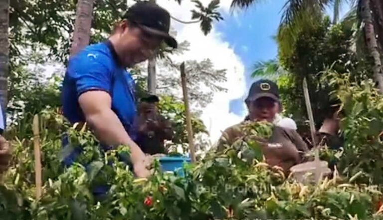 Bupati Sangihe Pimpin Panen Cabai dan Penanaman Terong Varietas Lezata di Lereng Gunung Awu Panen-Cabai-Dan-Penanaman-Terong-Varietas-Lezata-Di-Lereng-Gunung-Awu