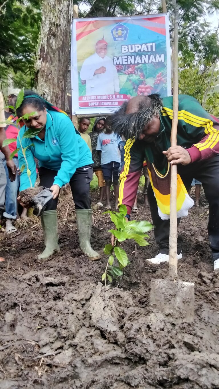 Pemkab Jayawijaya Luncurkan Program Penanaman Kopi