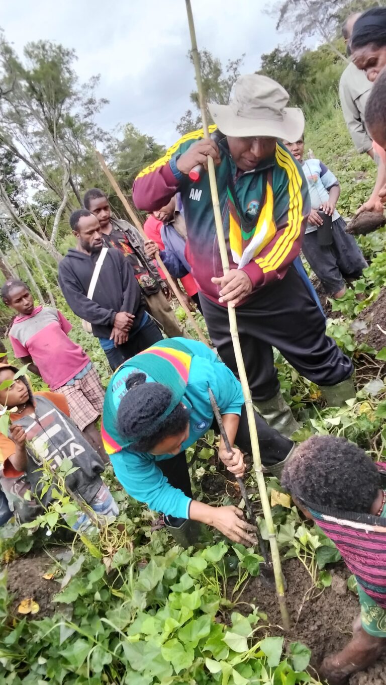Skaligus berikan bantuan, Pemkab Jayawijaya Panen Raya Ubi Jalar di Kampung Pumasili