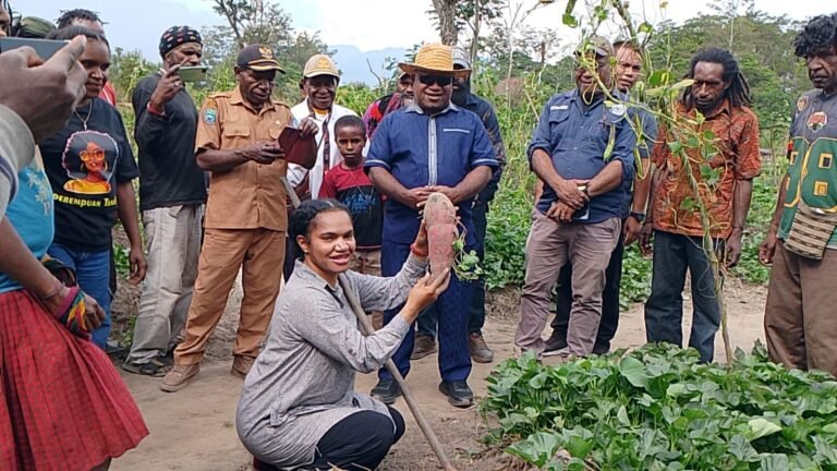 Wabup Ronny Elopere Tekankan, Jangan Putar Putar di Kota Putar Cangkul di Kebun Dukung Panen Raya Ubi di Araboda
